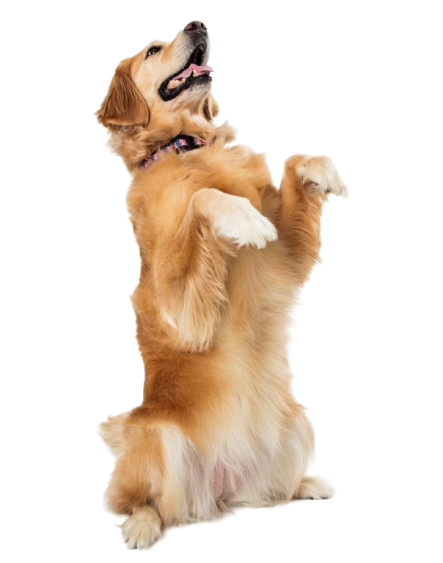 Happy dog after grooming